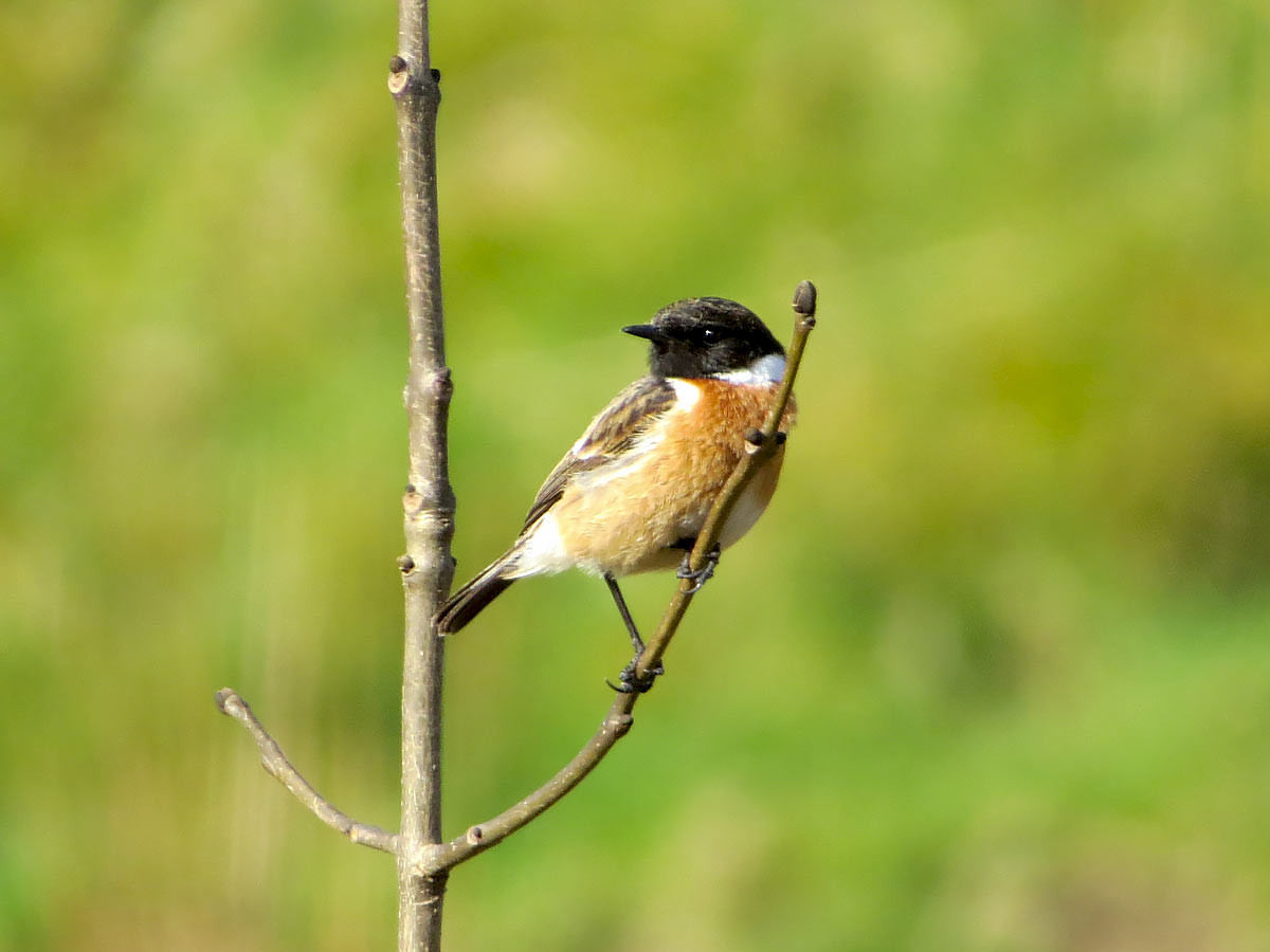 Male Stonechat, Whittaker Wood area