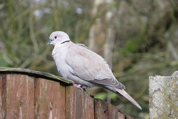 Collared Dove