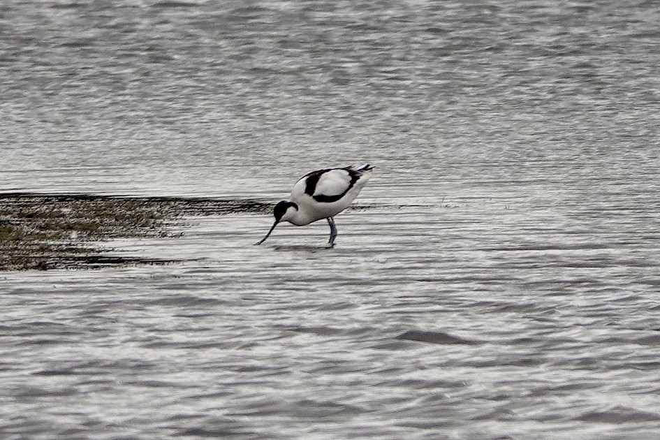 Avocet-hollingworthlake