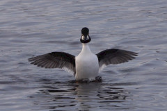 Goldeneye