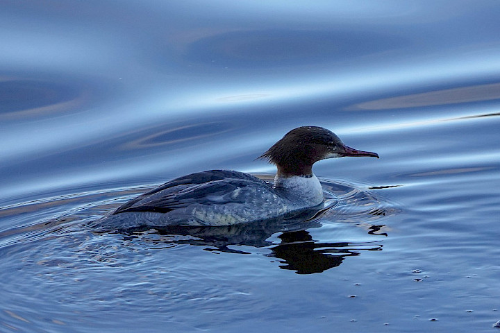 Goosander