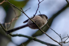 Long-tailed Tit