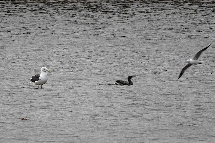 Great Black-backed Gull
