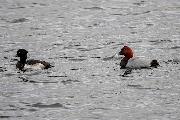 Pochard and Tufted Duck