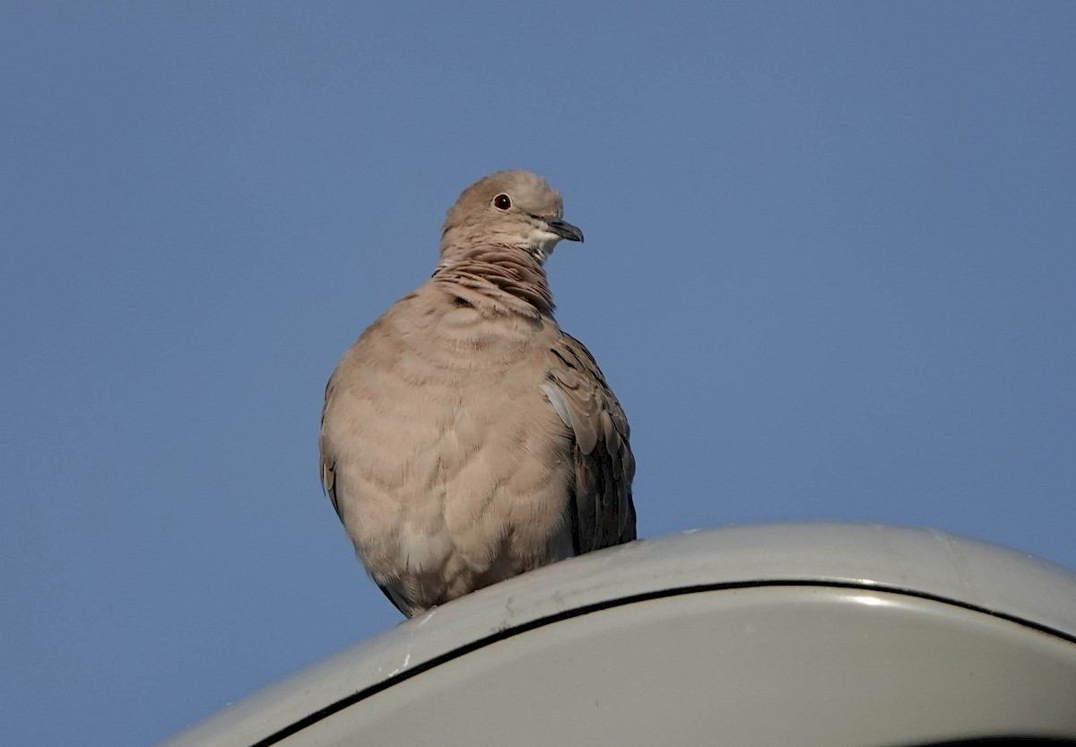 Collared Dove