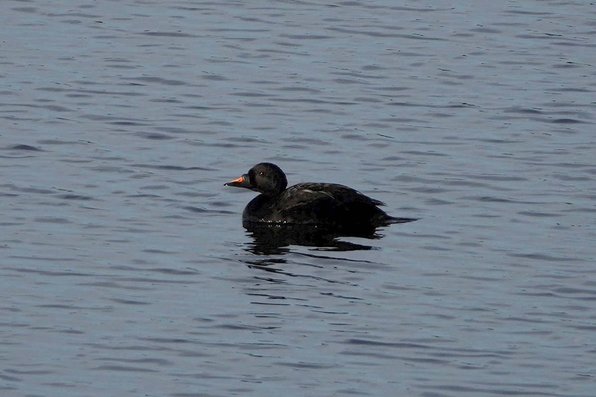 Common Scoter