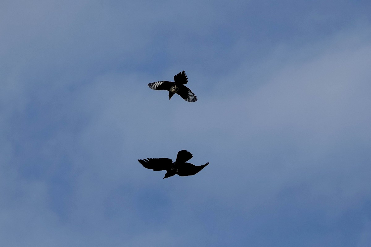Magpie