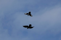 Magpie