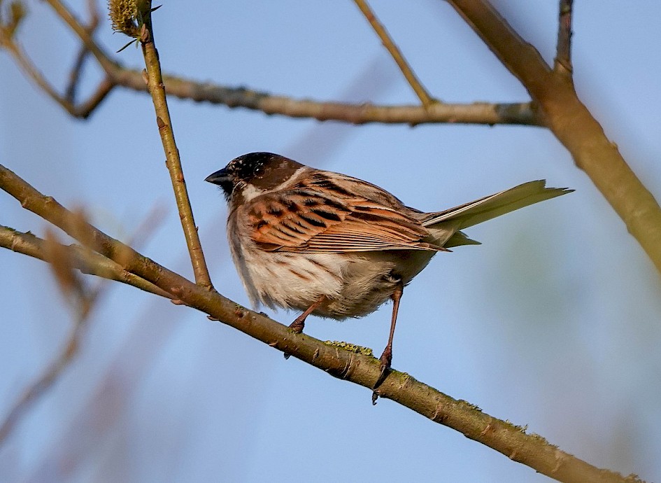 Reedbunting