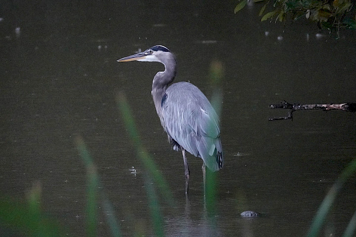 Great Blue Heron - Lost Lagoon