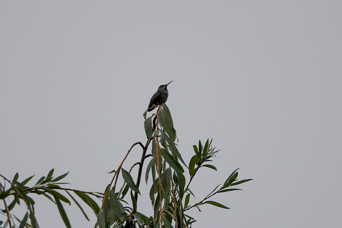 Anna's Hummingbird - Stanley Park