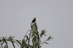 Anna's Hummingbird - Stanley Park