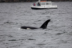 Orca - Vancouver Island