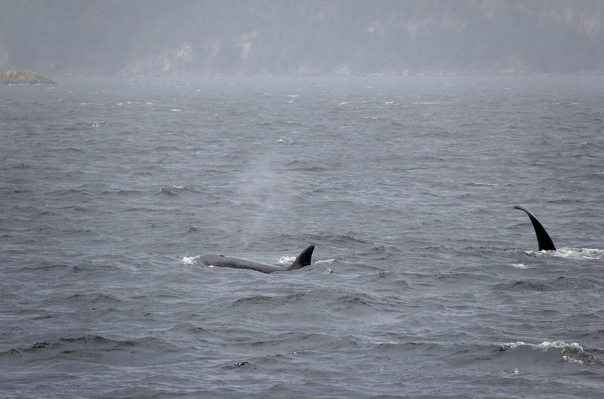 Orcas - Vancouver Island