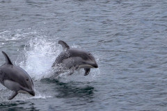 Pacific White-sided Dolphins - Vancouver Island