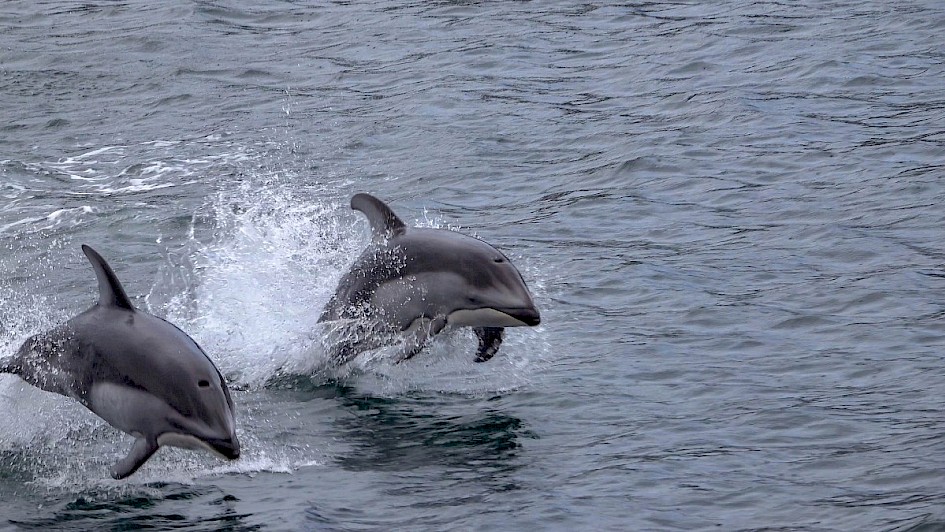 Pacific White-sided Dolphins - Vancouver Island