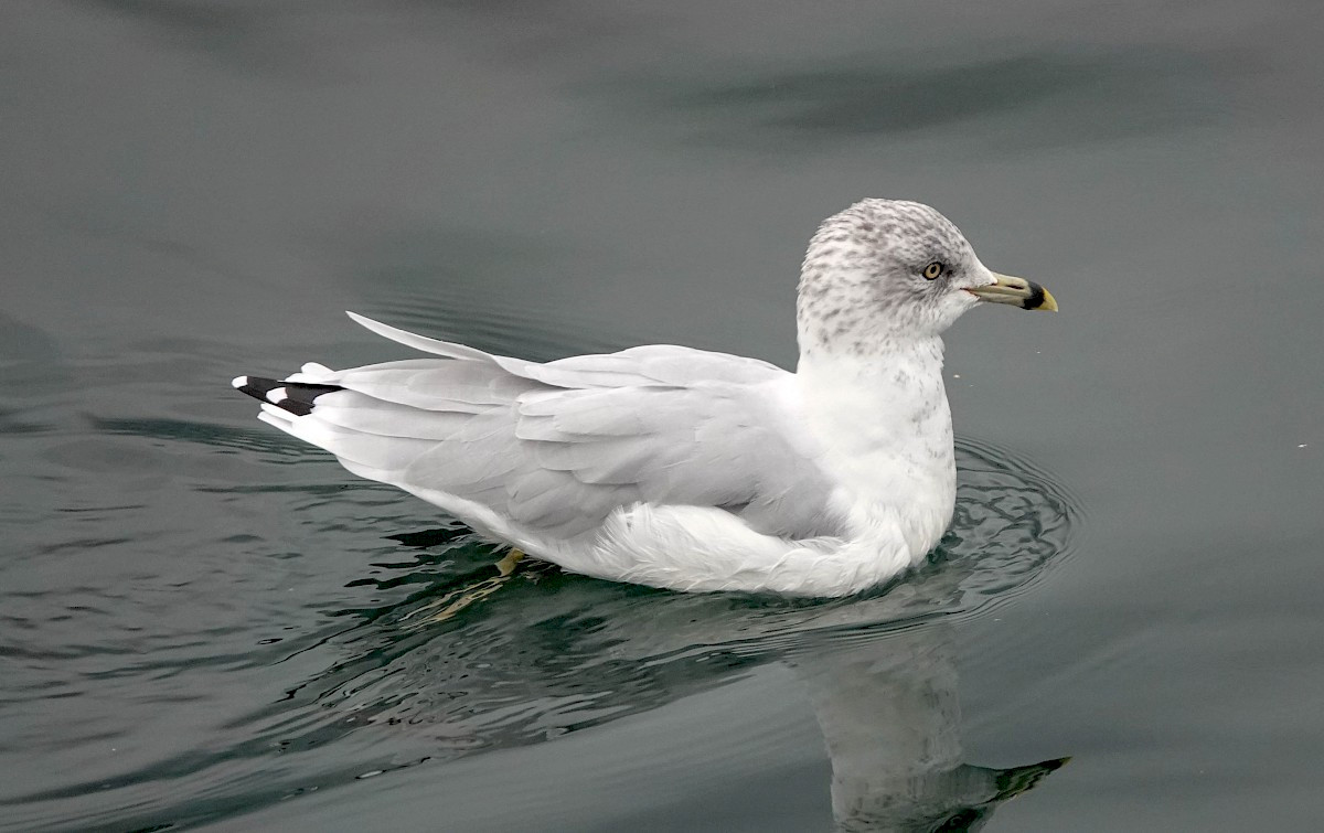 Ring-billed Gull - Coal Harbour