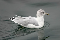 Ring-billed Gull - Coal Harbour