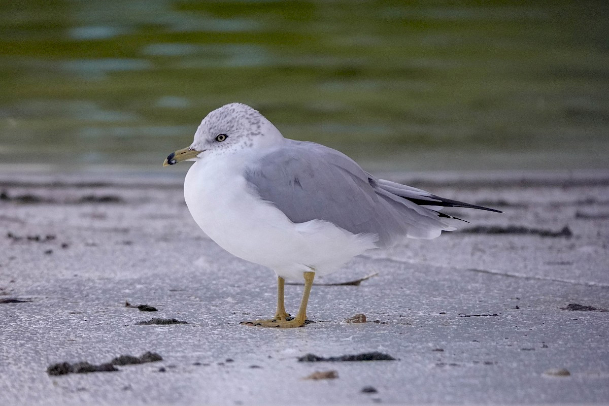 Ring-billed Gull - Stanley Park