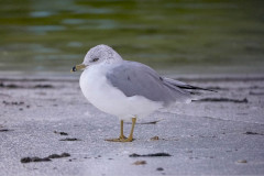 Ring-billed Gull - Stanley Park