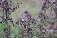 Savannah Sparrow - Stanley Park