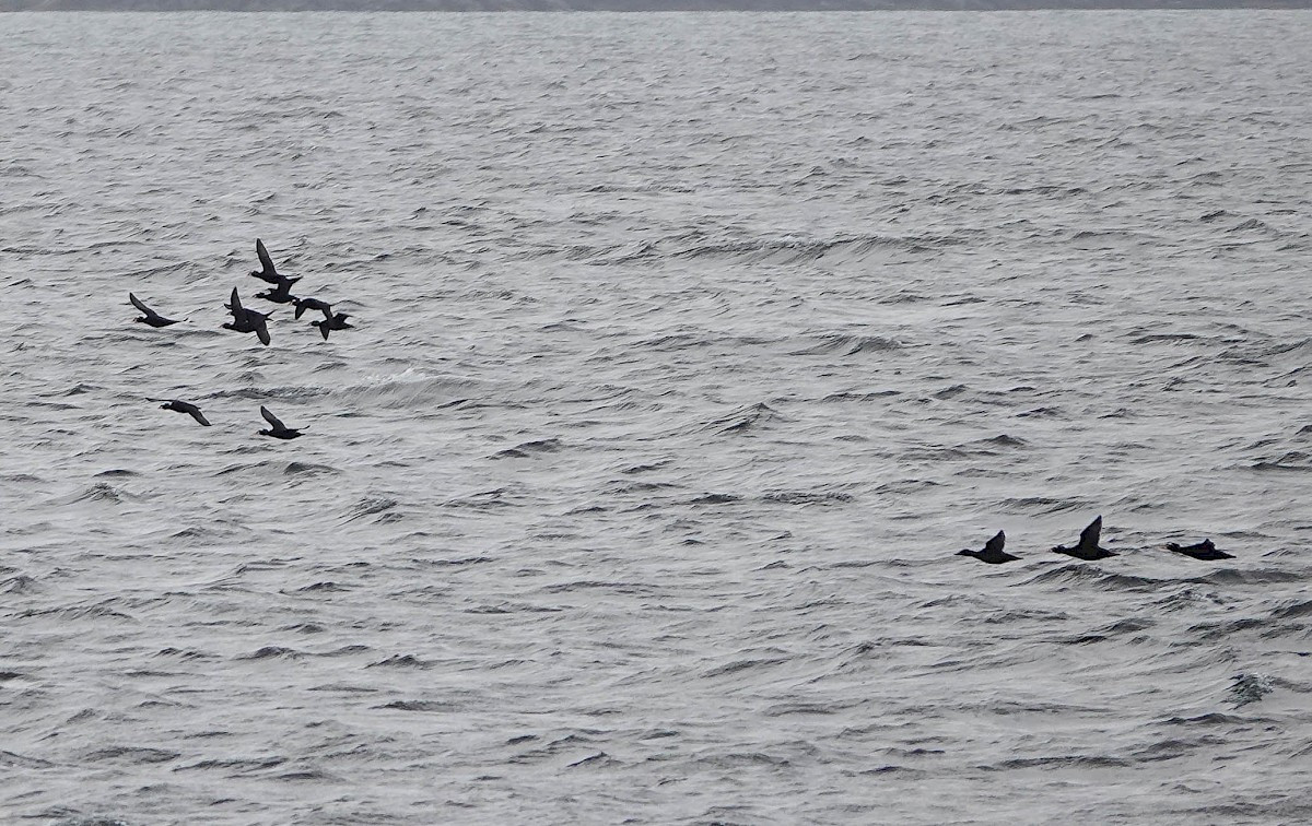 Surf Scoters - Vancouver Island