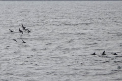 Surf Scoters - Vancouver Island