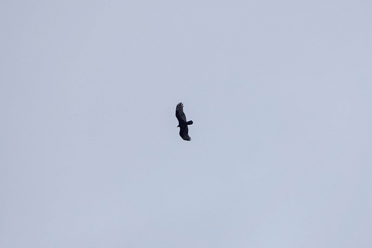 Turkey Vulture - Vancouver Island