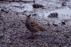 White-crowned Sparrow - Stanley Park
