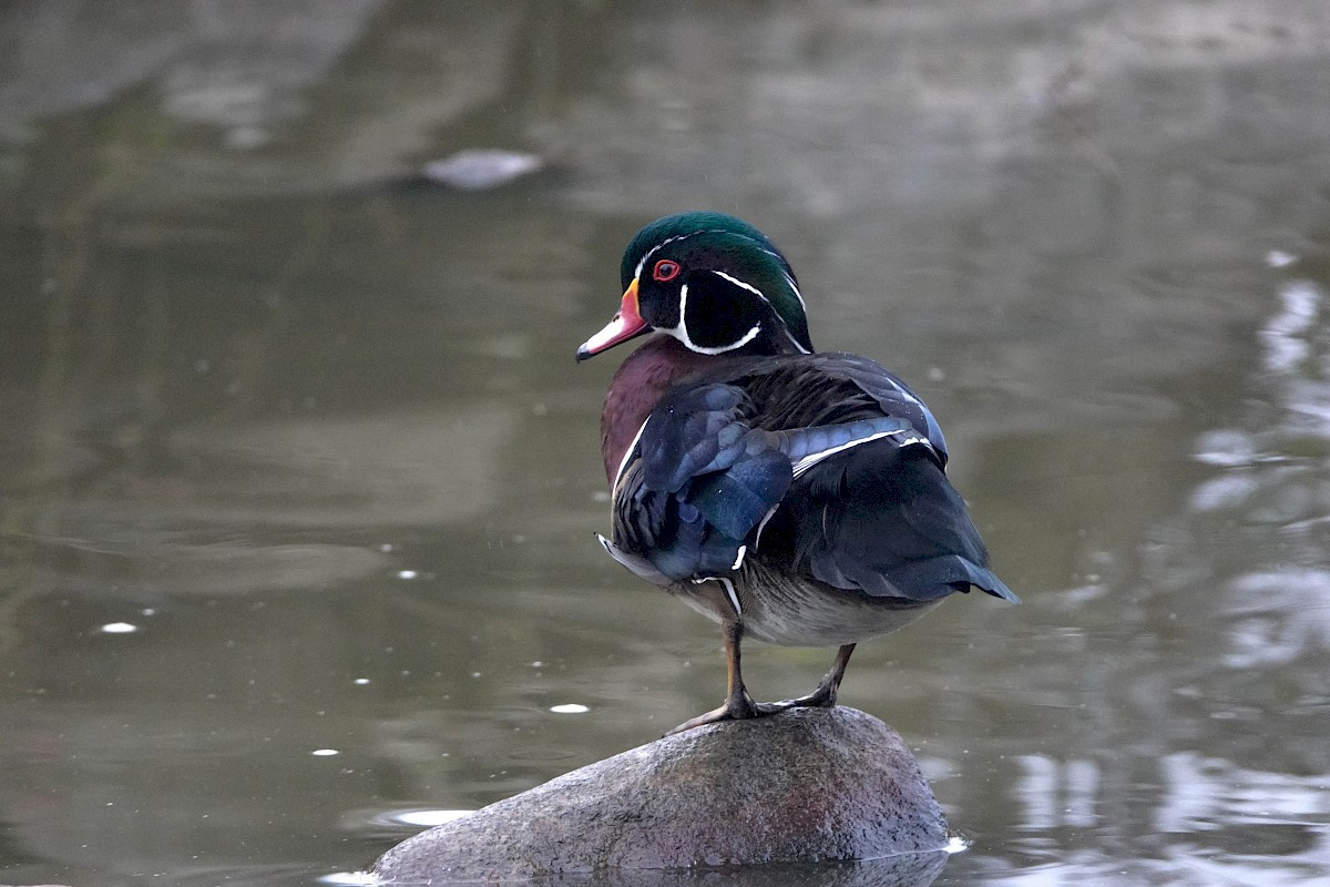 Wood Duck - Stanley Park