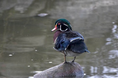 Wood Duck - Stanley Park