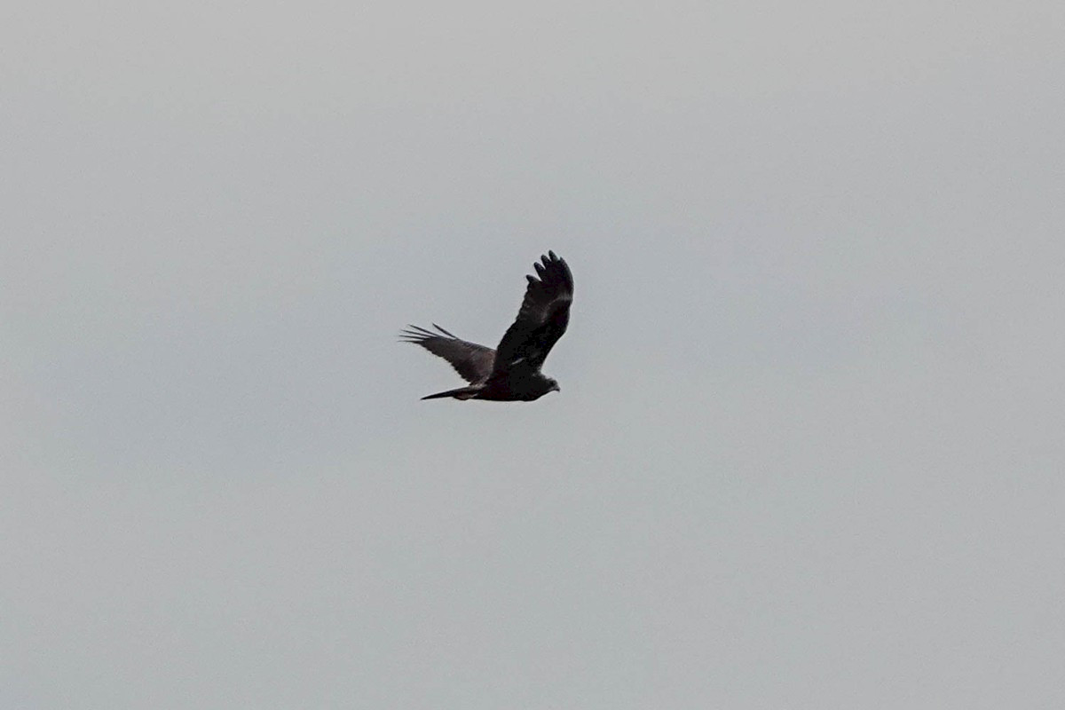 Marsh Harrier - Parkgate