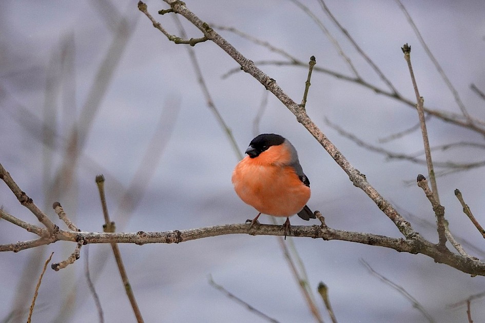 Bullfinch
