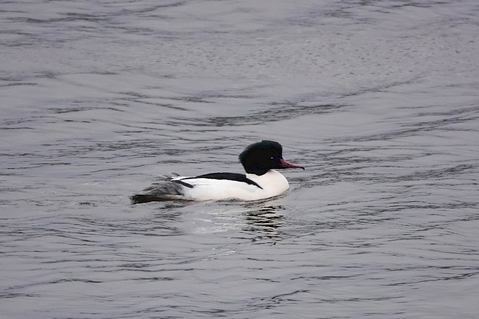 Goosander