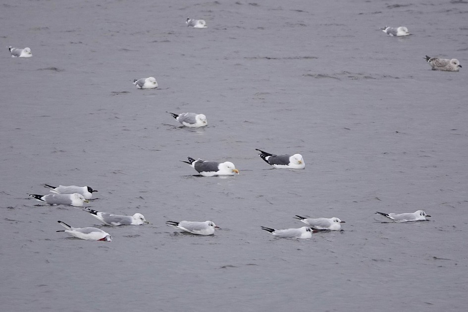 Gulls