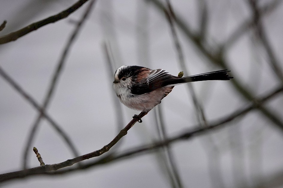 Long-tailed Tit