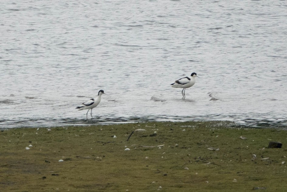 Avocets
