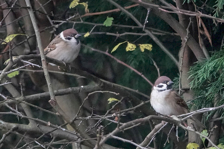Tree Sparrows