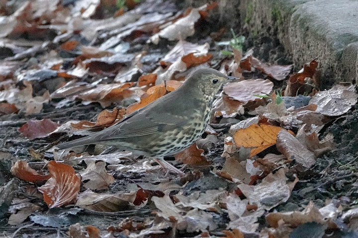 Song Thrush