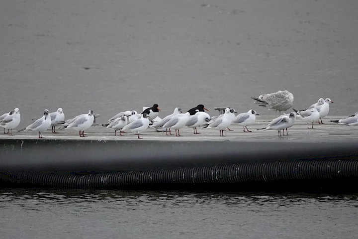Oystercatchers 