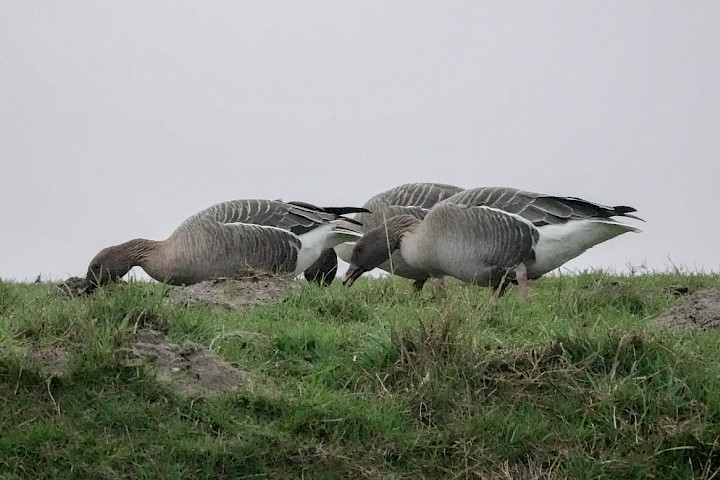 Pinkfeet