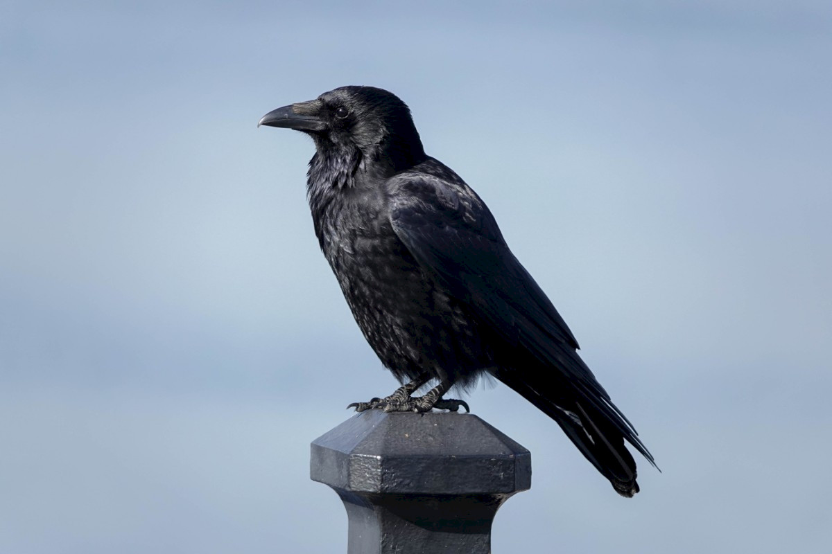 Carrion Crow