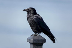 Carrion Crow