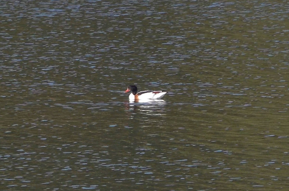 Shelduck