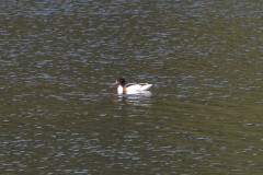 Shelduck