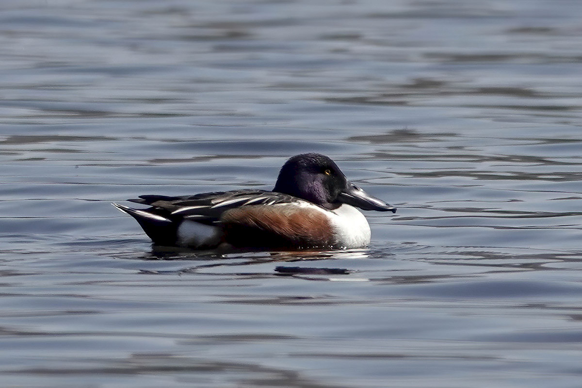 Shoveler-adj