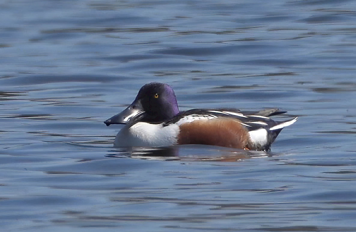 Shoveler-adj