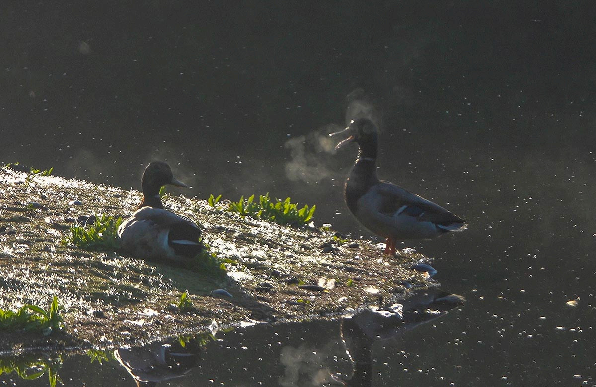 Duckbreath, 1/320 sec, f/5.6, ISO 100