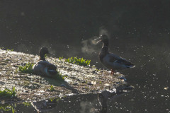 Duckbreath, 1/320 sec, f/5.6, ISO 100
