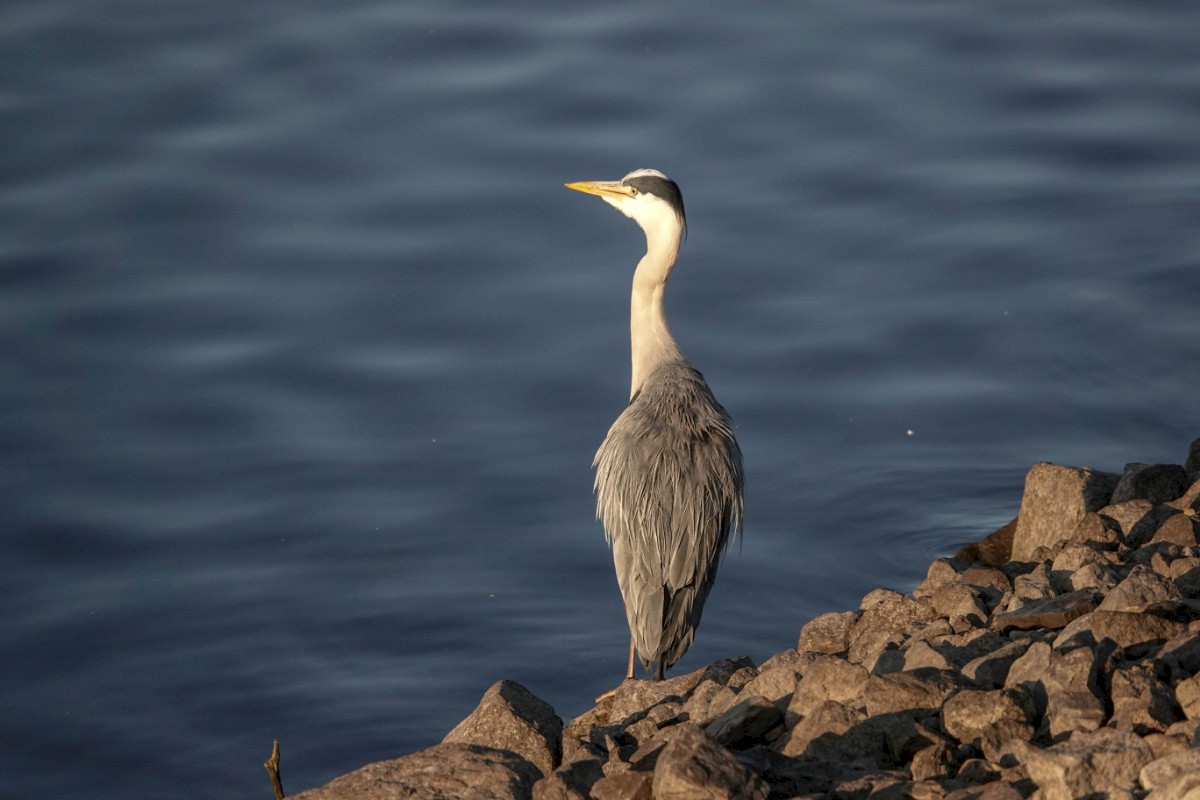 Heron